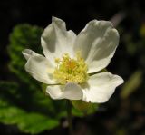 Rubus chamaemorus. Цветок. Хабаровский край, Ванинский р-н, лиственничная марь в устье р. Аты. 26.06.2008.