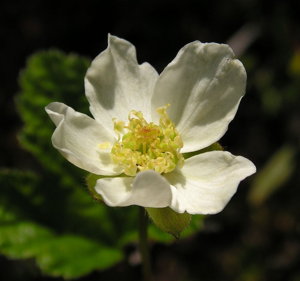 Изображение особи Rubus chamaemorus.