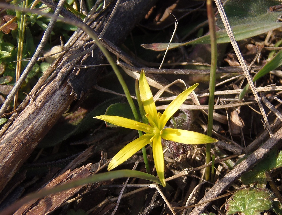 Image of genus Gagea specimen.