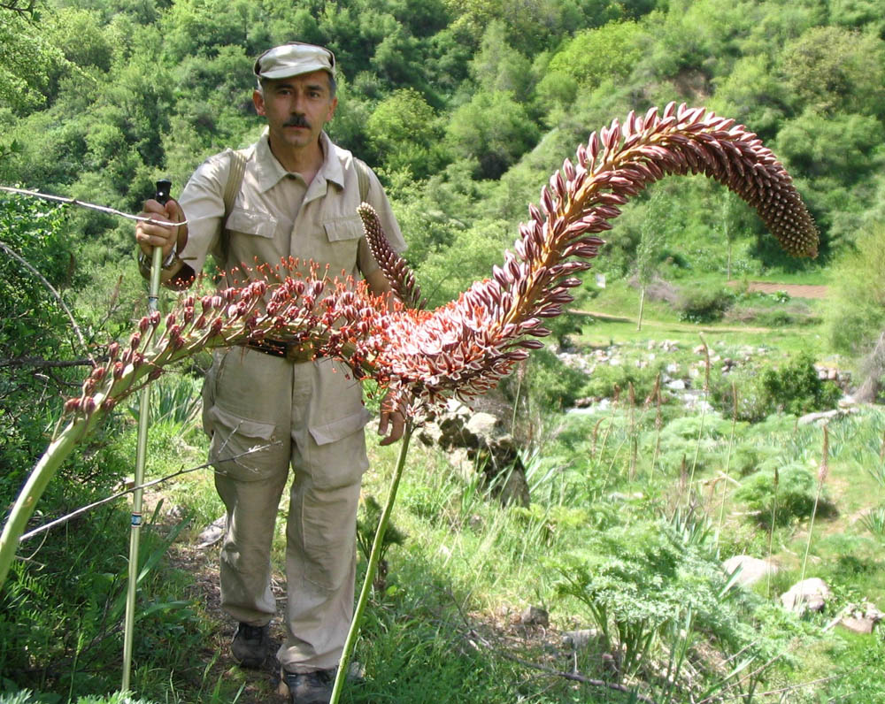 Изображение особи Eremurus regelii.