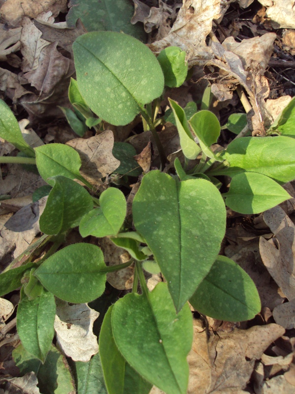 Image of Pulmonaria obscura specimen.