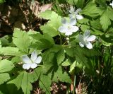 Anemone umbrosa