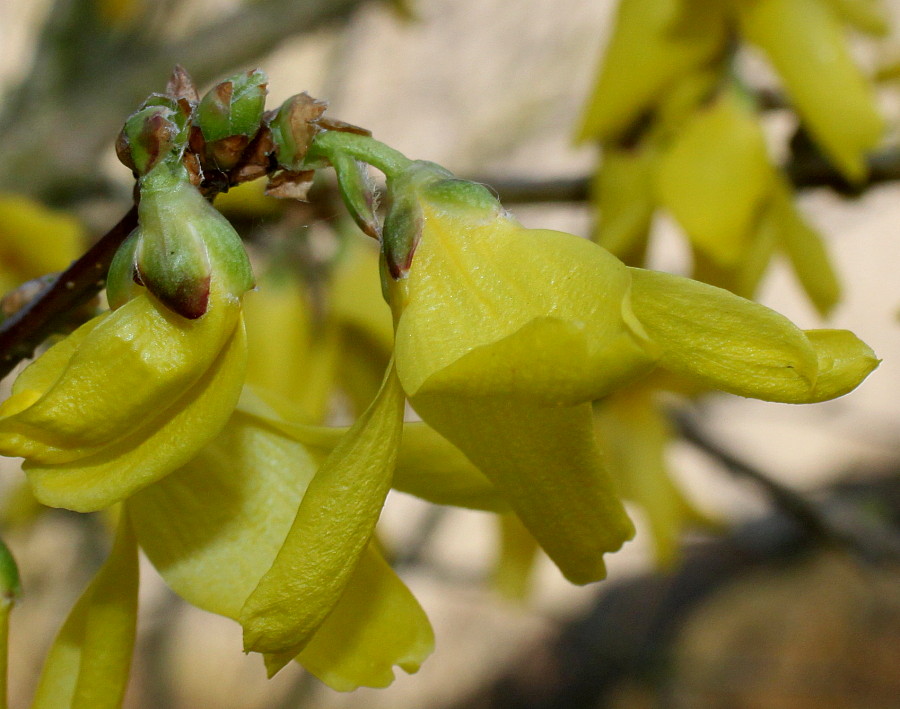 Image of Forsythia &times; intermedia specimen.