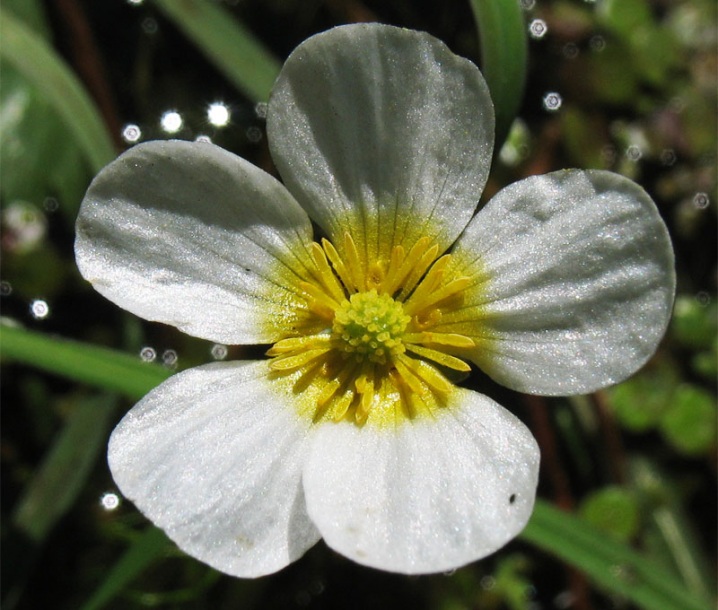 Image of Ranunculus peltatus specimen.