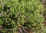 Juniperus phoenicea. Верхушка веточки с листьями. Греция, п-ов Пелопоннес, окр. г. Катаколо. 12.04.2014.