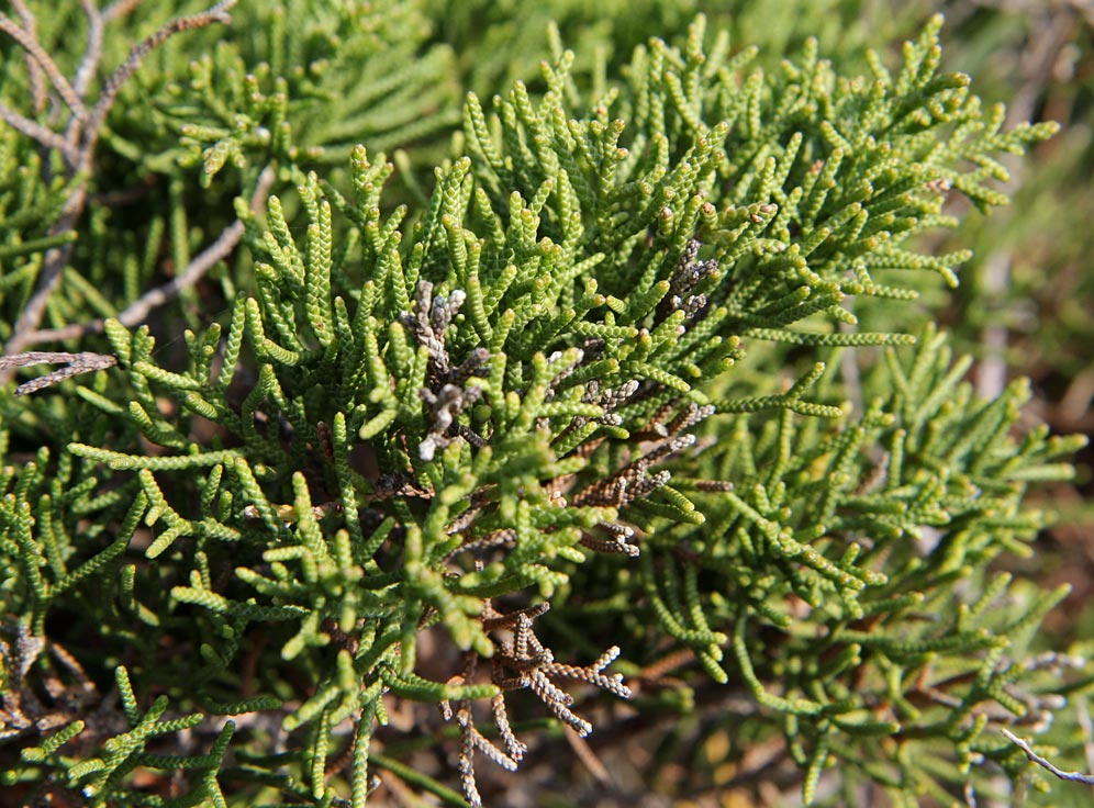 Изображение особи Juniperus phoenicea.