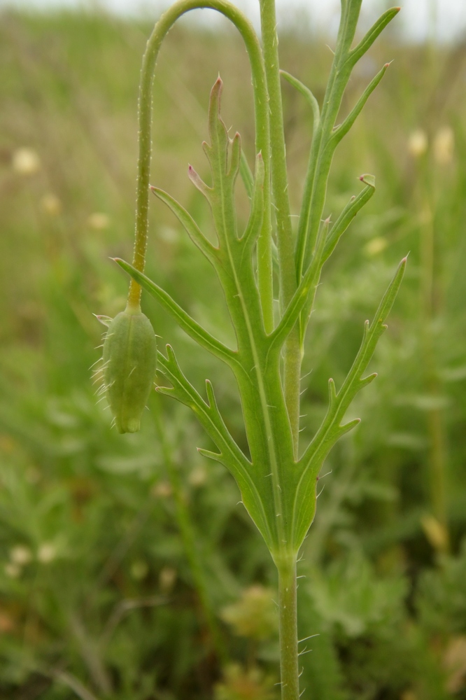 Изображение особи Papaver laevigatum.