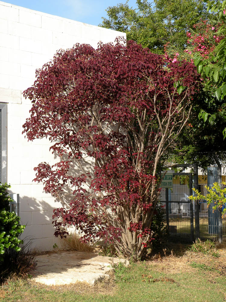 Image of Euphorbia cotinifolia specimen.
