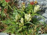 Gentiana algida. Цветущее растение (выс. ок. 10 см). Алтай, склон перевала Кара-Тюрек, 3060 м н.у.м., выше зоны альпийских лугов. Июль 2008 г.