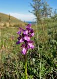 Anacamptis morio ssp. caucasica