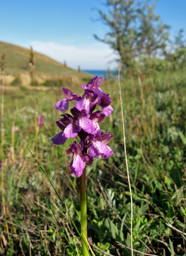 Изображение особи Anacamptis morio ssp. caucasica.