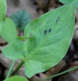 Arum dioscoridis