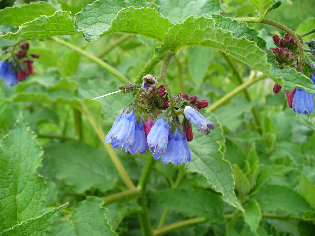 Изображение особи Symphytum asperum.