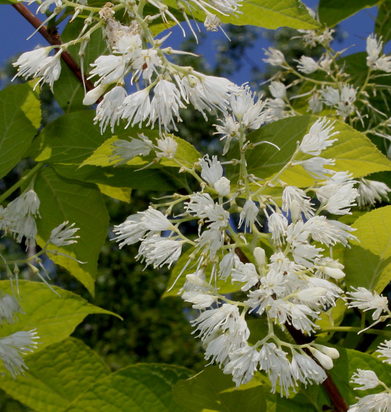 Изображение особи Pterostyrax hispidus.