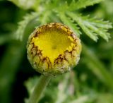 Anthemis tinctoria. Раскрывающееся соцветие. Германия, г. Дюссельдорф, Ботанический сад университета. 02.06.2014.