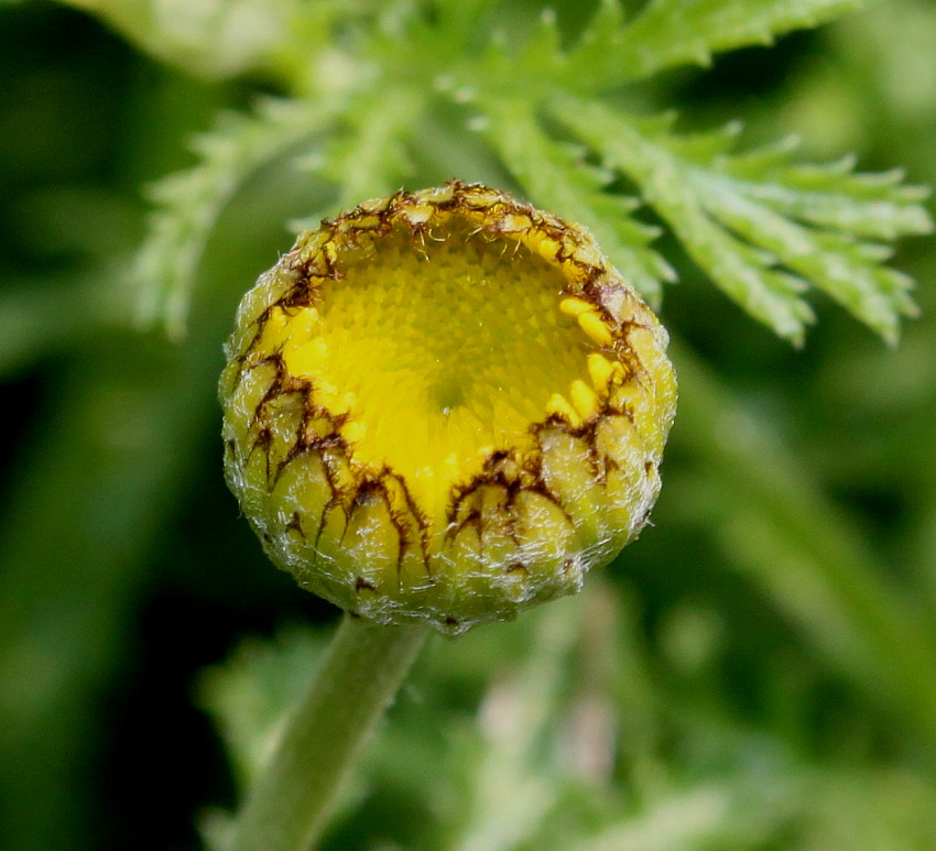 Изображение особи Anthemis tinctoria.
