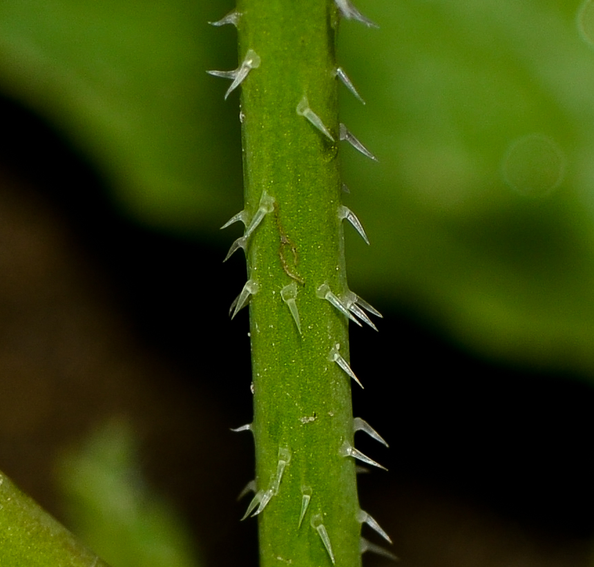 Изображение особи Raphanus rostratus.