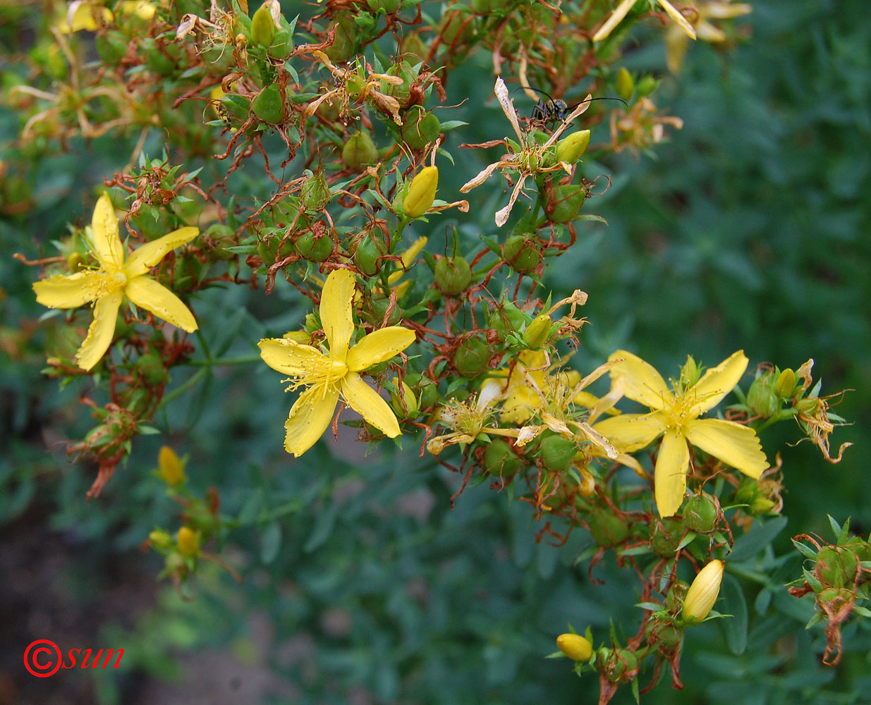 Изображение особи Hypericum perforatum.