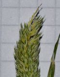 Phalaris paradoxa