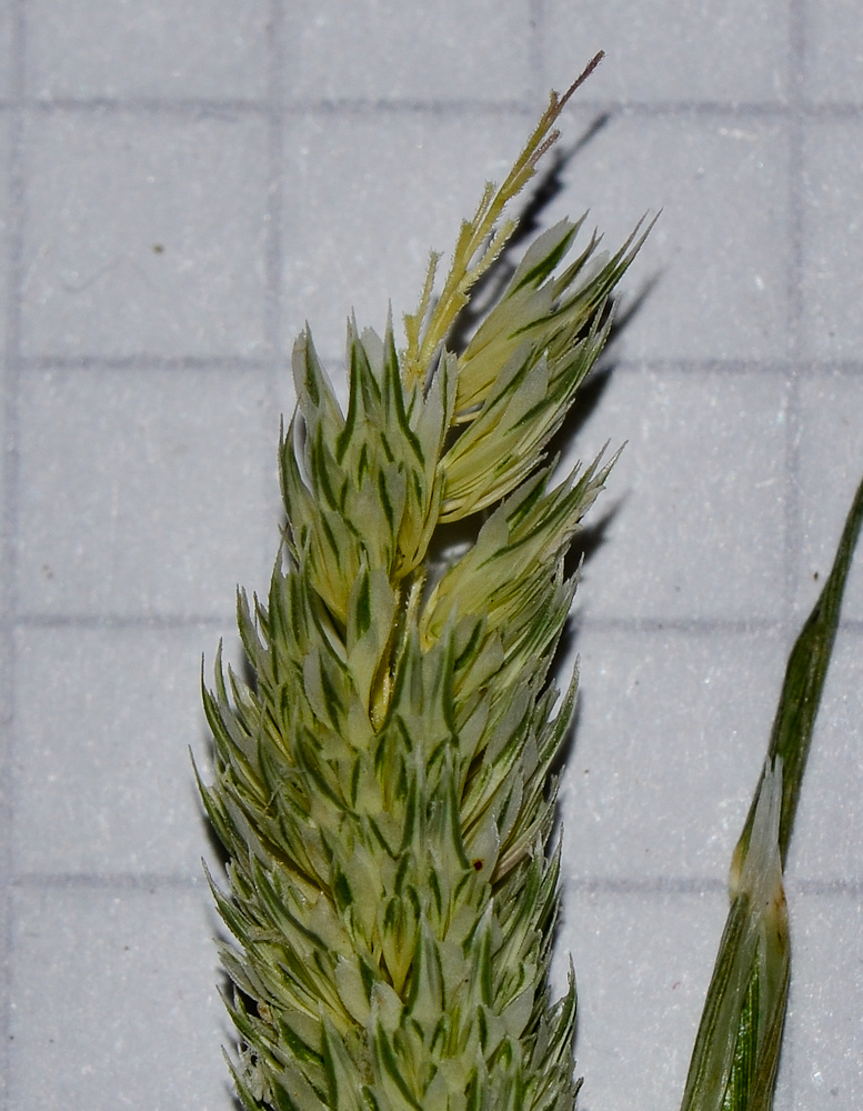 Image of Phalaris paradoxa specimen.