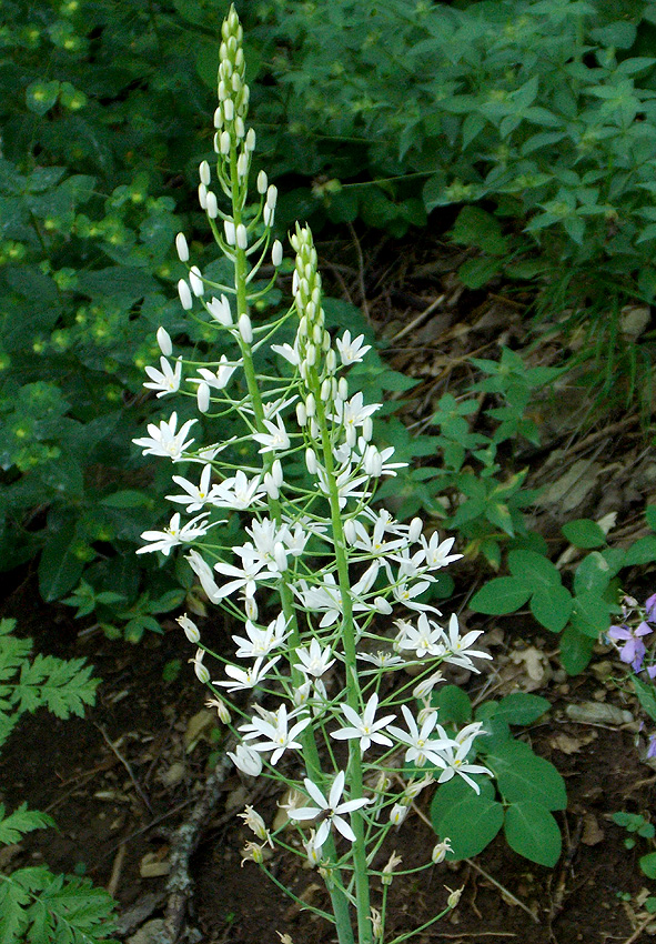 Изображение особи Ornithogalum arcuatum.