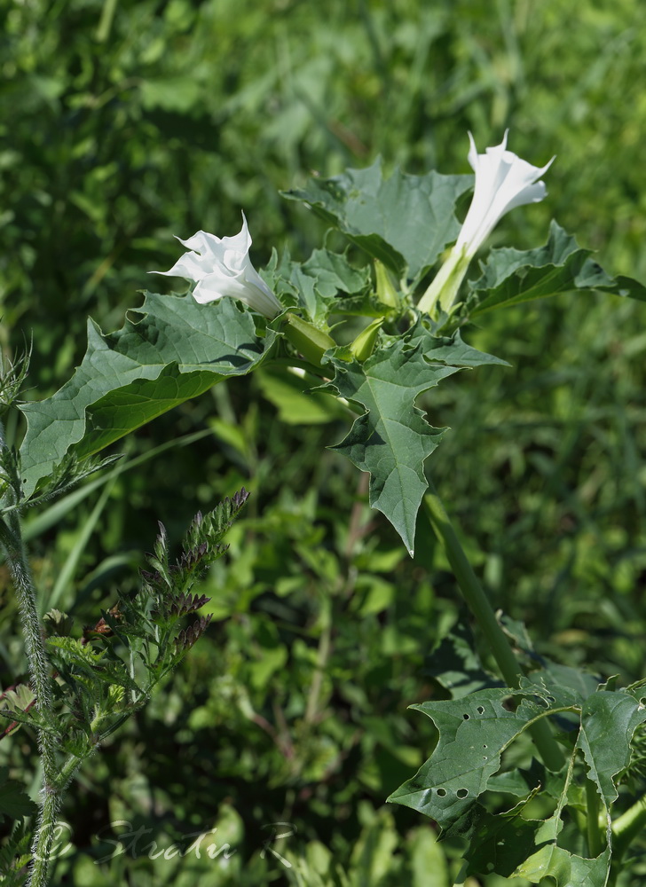 Изображение особи Datura stramonium.