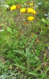 Picris hieracioides