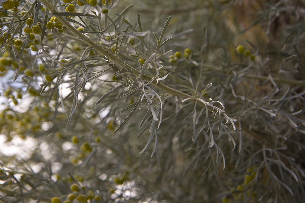 Изображение особи Artemisia arborescens.