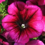 Petunia × atkinsiana. Цветок. Нидерланды, Гронинген, в культуре. 5 июля 2009 г.