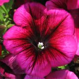 Petunia × hybrida. Цветок. Нидерланды, Гронинген, в культуре. 5 июля 2009 г.