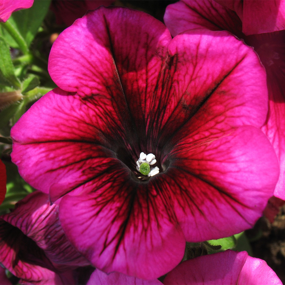 Изображение особи Petunia &times; hybrida.