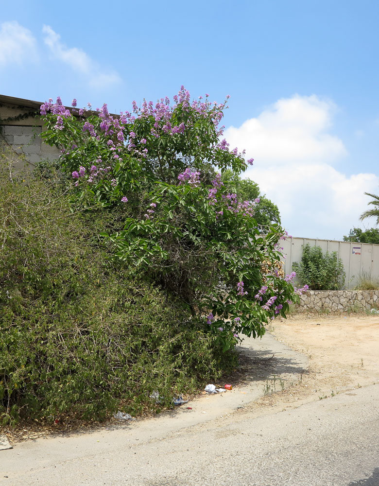 Изображение особи Lagerstroemia speciosa.