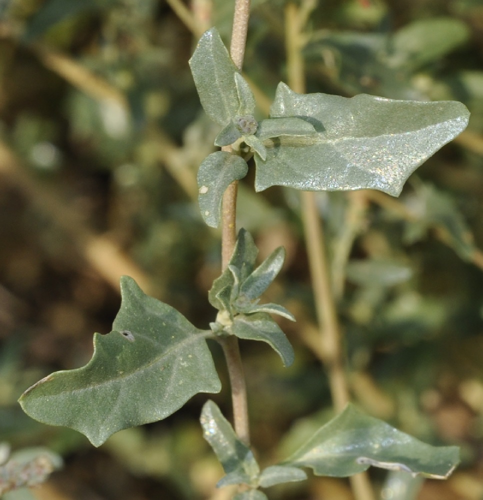 Image of Atriplex tatarica specimen.