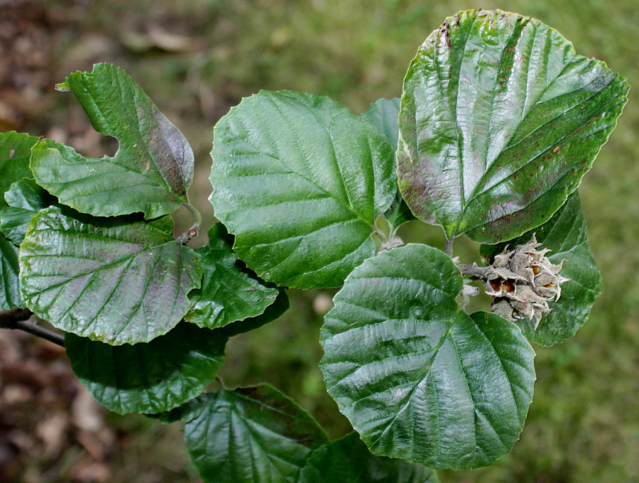 Image of Parrotiopsis jacquemontiana specimen.