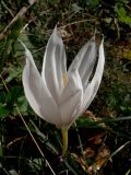 Crocus vallicola