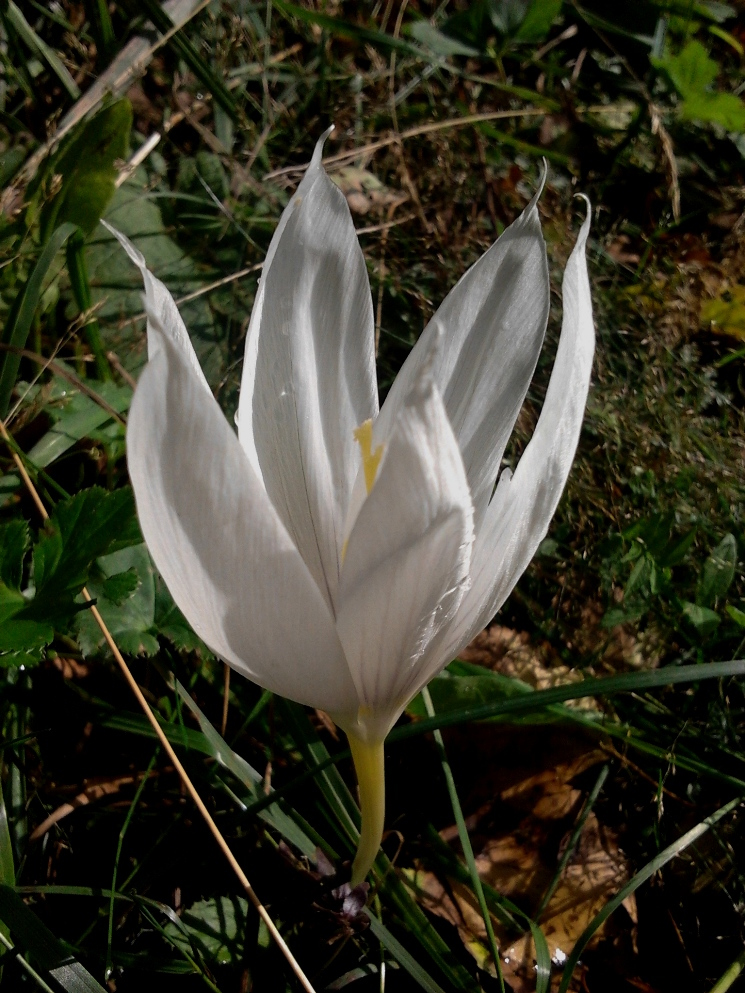 Image of Crocus vallicola specimen.