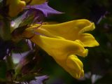 Melampyrum nemorosum