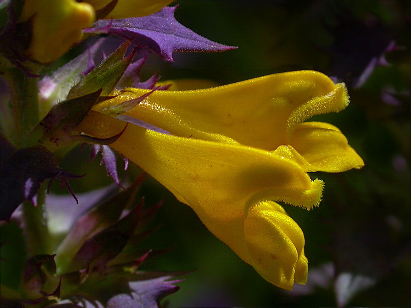 Изображение особи Melampyrum nemorosum.