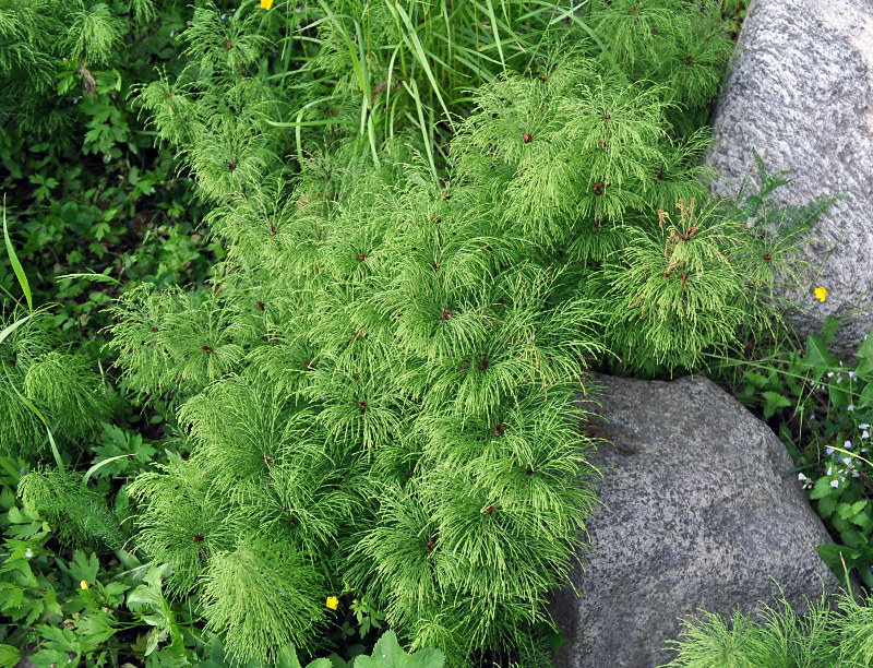 Изображение особи Equisetum sylvaticum.