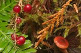 Smilacina trifolia