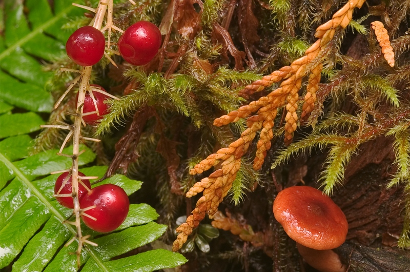Image of Smilacina trifolia specimen.