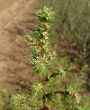 Salsola tragus