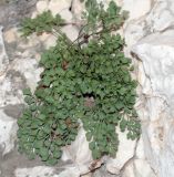 Asplenium ruta-muraria. Развитое растение на стене неглубокой пещерки в крутом склоне балки. Волгоградская обл., Клетский р-н, окр. станицы Кременская, 27.08.2006.