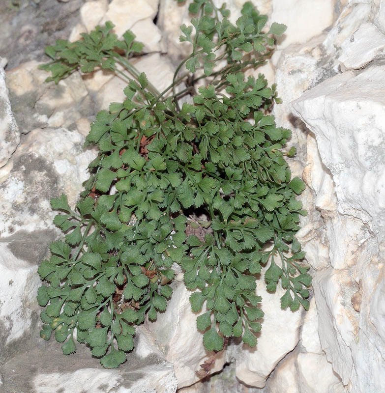 Изображение особи Asplenium ruta-muraria.