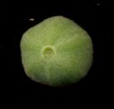 Tilia cordifolia