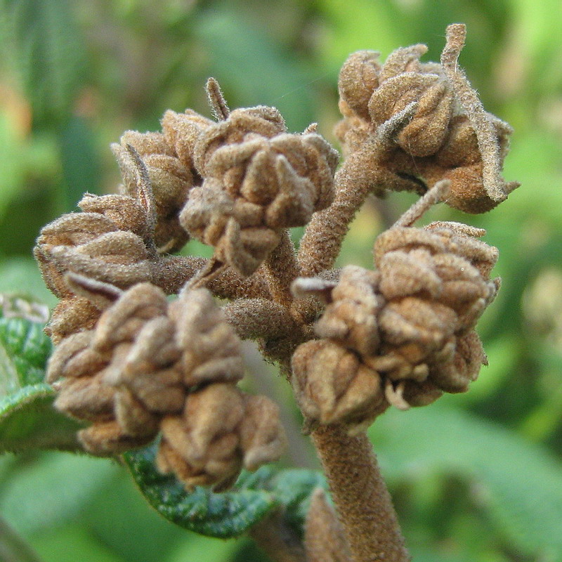 Image of Viburnum rhytidophyllum specimen.