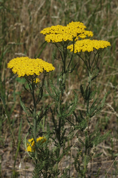 Image of Achillea arabica specimen.