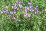 Geranium pratense