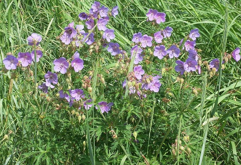 Изображение особи Geranium pratense.