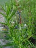 Gratiola officinalis